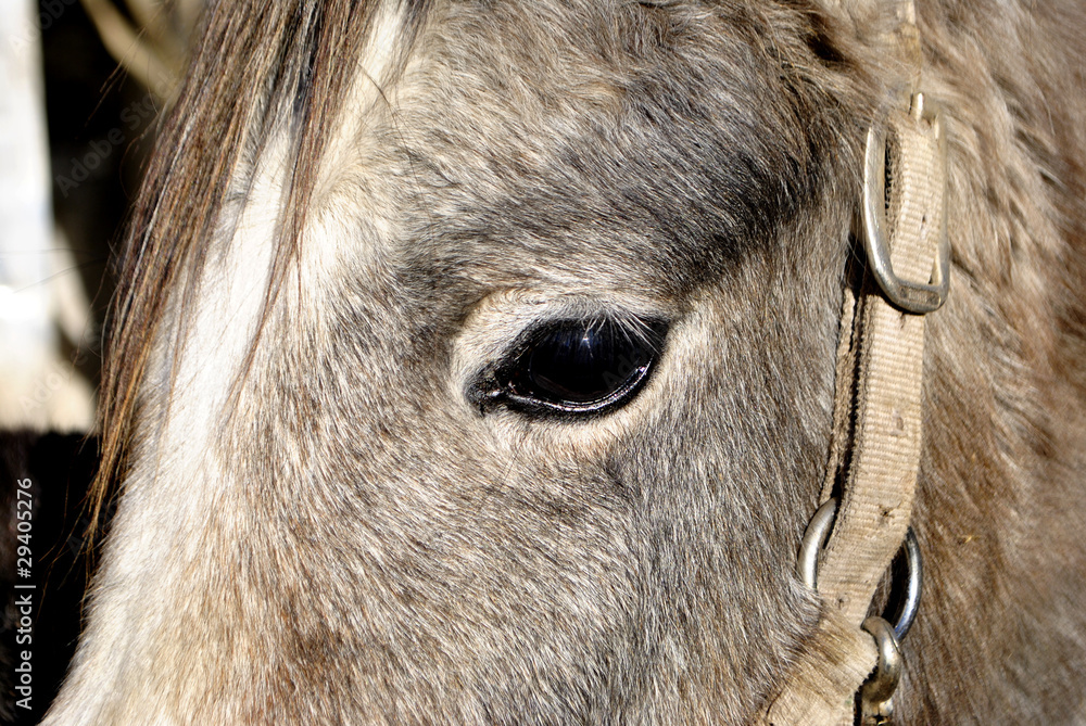 horse eye horse eye