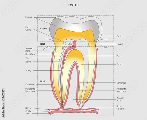 tooth