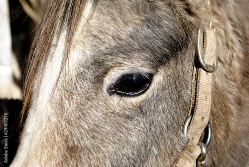 horse eye