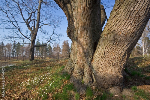 park scenic with old tree