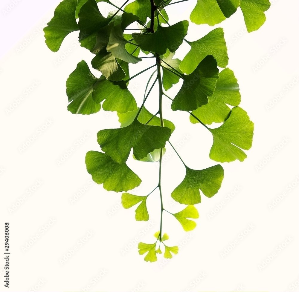 Ginkgo leaves