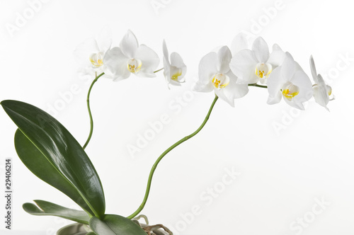 Beautiful white orchid