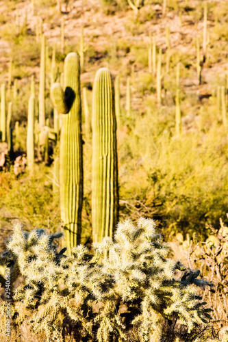 Fototapeta Naklejka Na Ścianę i Meble -  Saguaro National Park, Arizona, USA