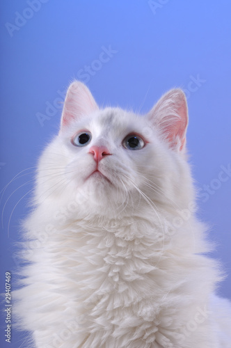 Portrait of a beautiful white cat looking up at copy space.