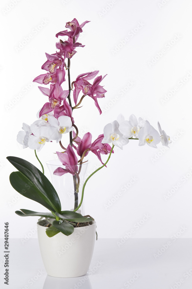 Beautiful orchids in pots over white background Beautiful orchids in pots over white background