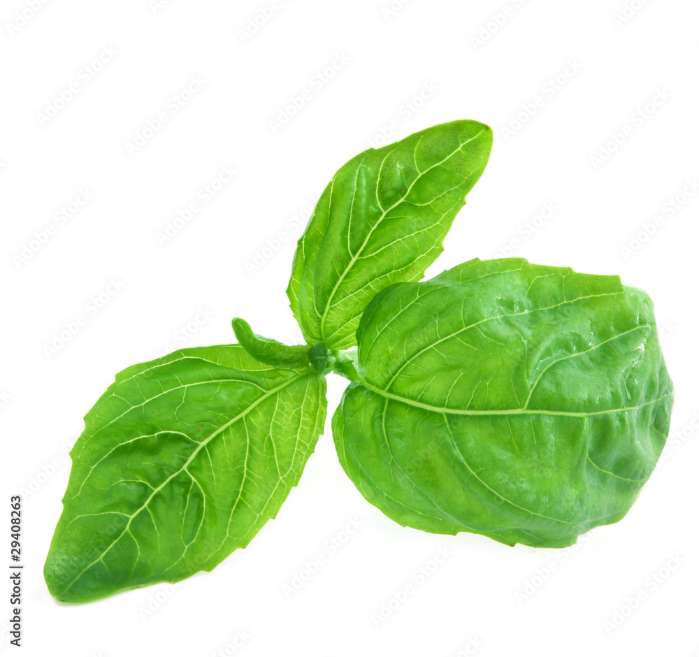 Basil Leaf Basil Leaf