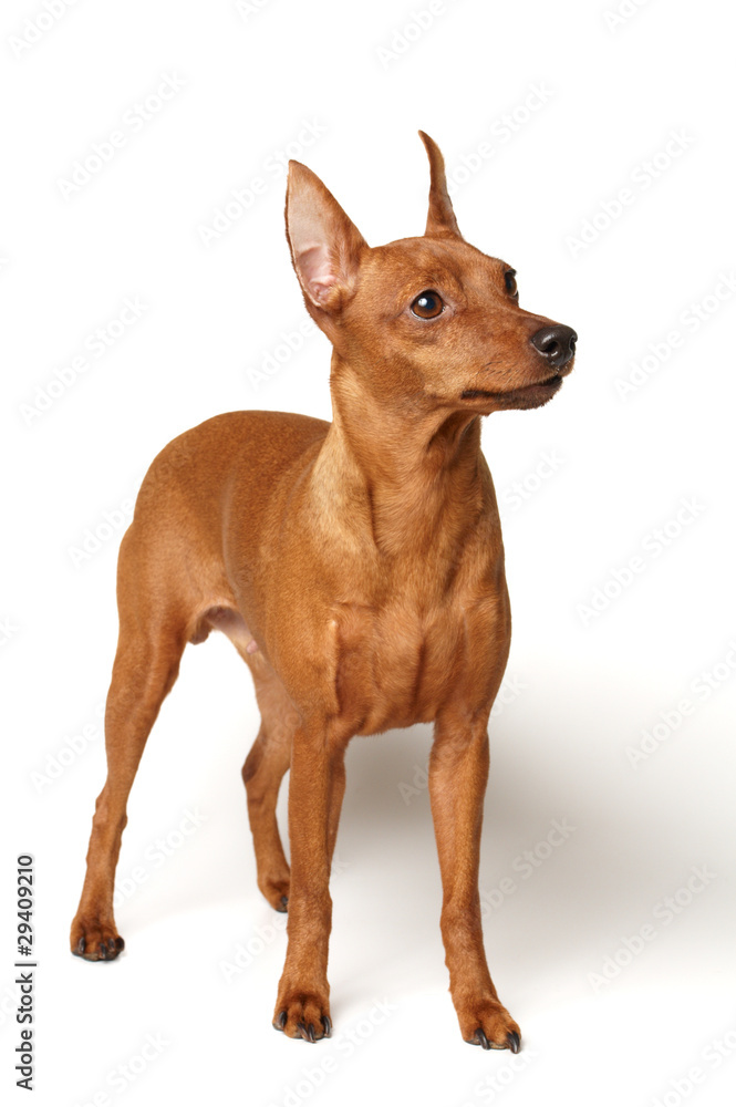 Red Miniature Pinscher Red Miniature Pinscher