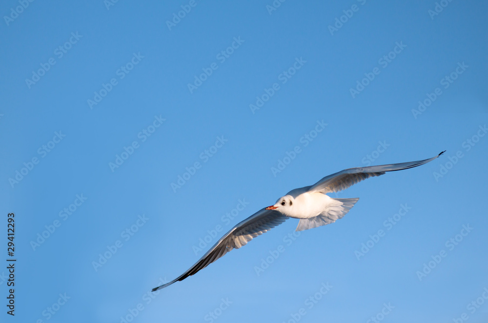 Naklejka premium Möwe