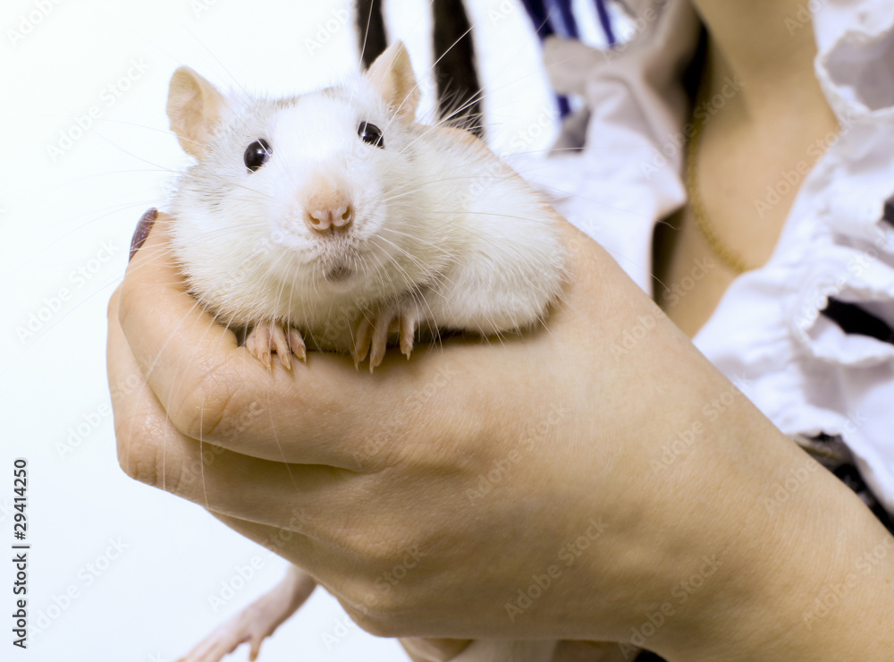 Ручная крыса