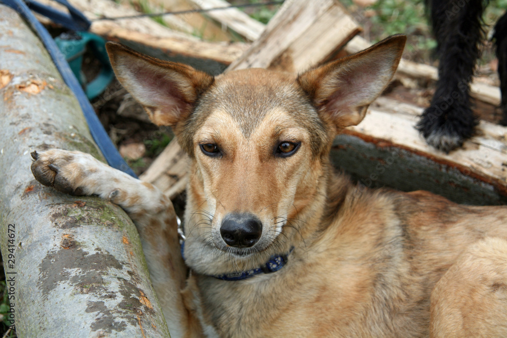 Fototapeta premium Podenco Mischling