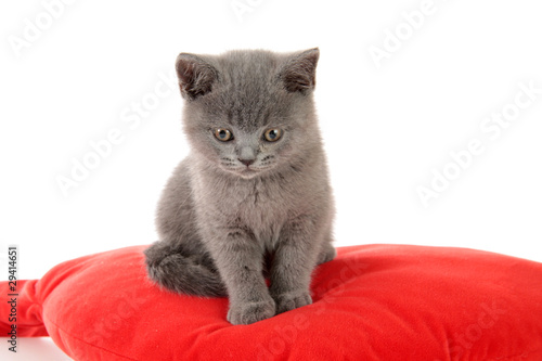 kitten on a red pillow,  isolated. © cs333