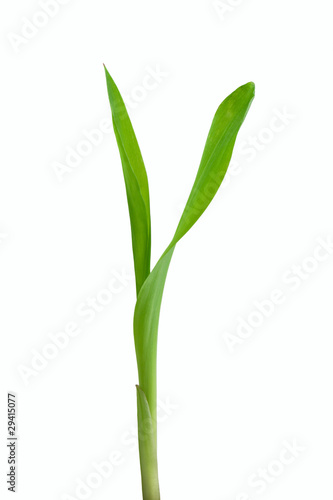 Wallpaper Mural Corn Torontodigital.ca