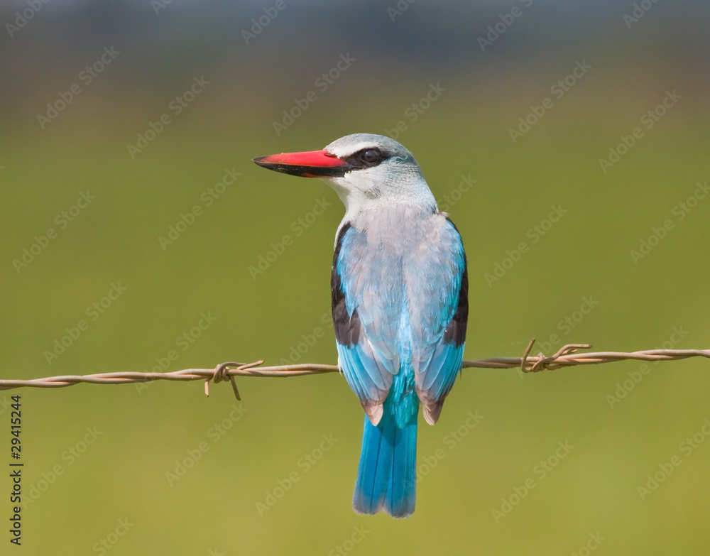 Woodland Kingfisher sitting on wire barbed blue