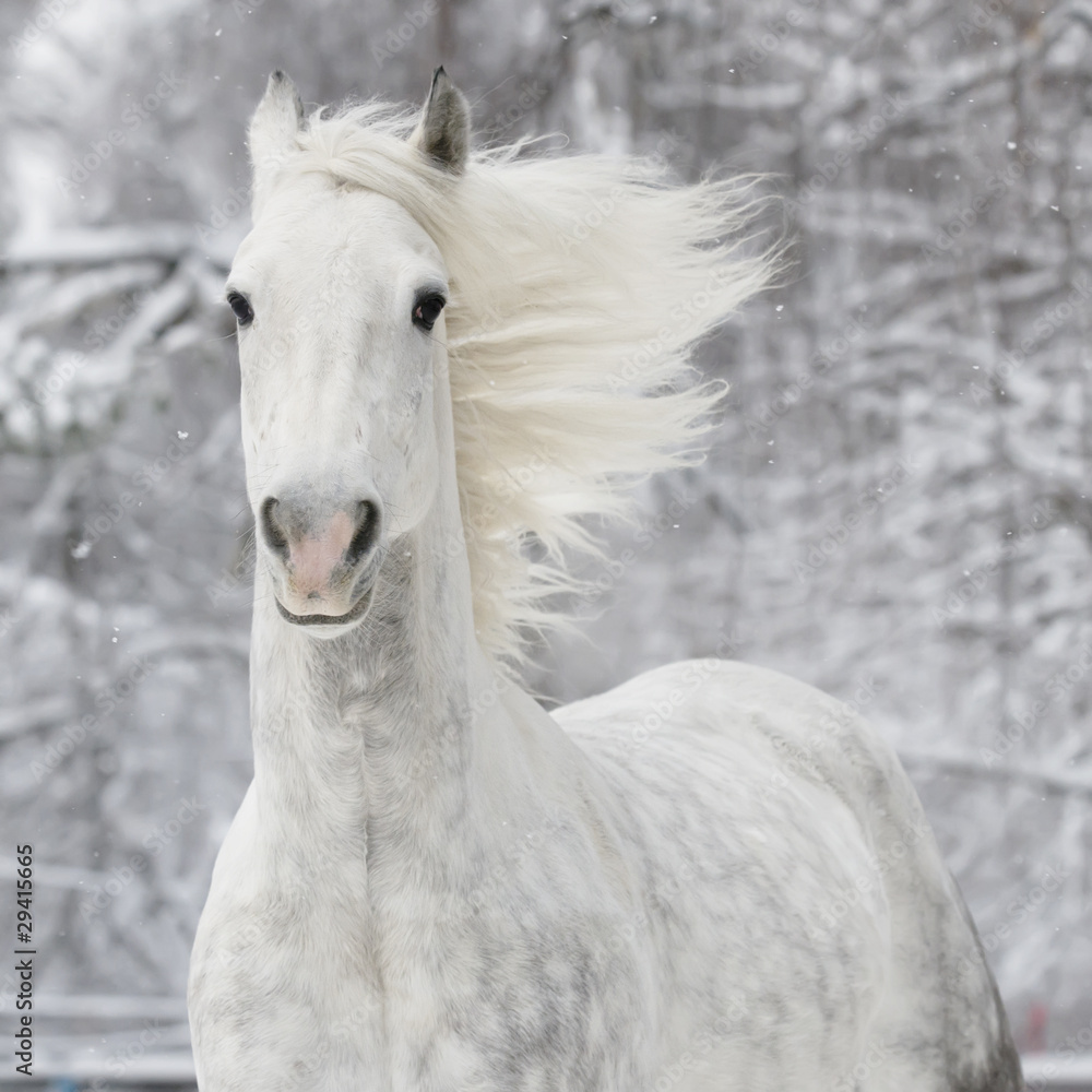 Obraz premium white horse in winter