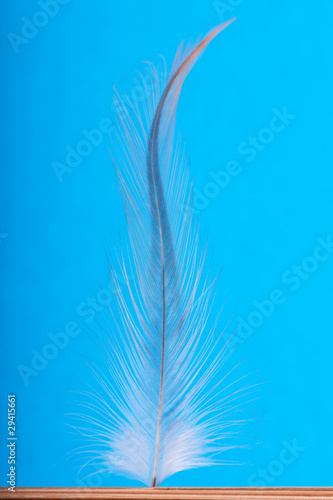 Feather