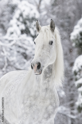 white horse in winter © Viktoria Makarova