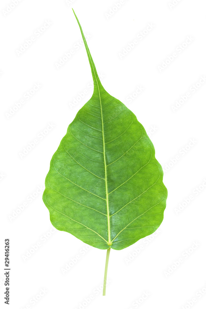 Fototapeta premium Bodhi or Peepal Leaf from the Bodhi tree