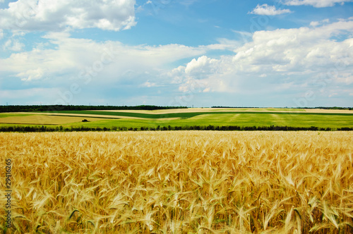 Wheat field