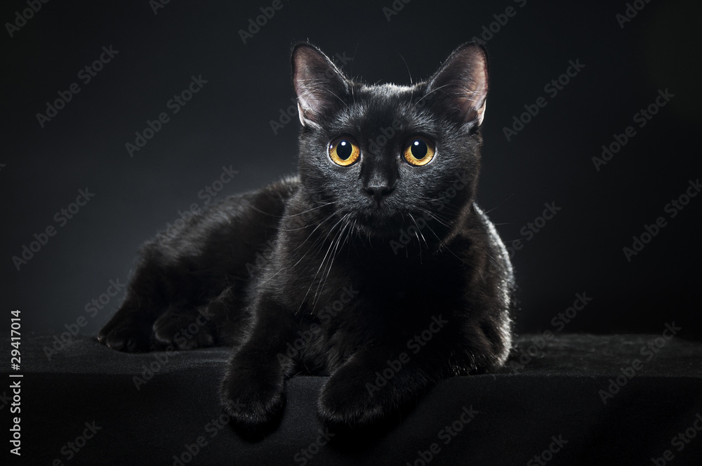 Fototapeta premium British black cat