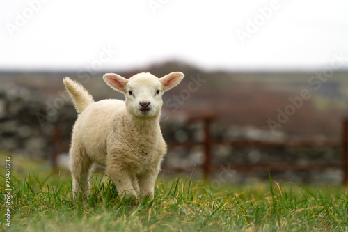 Irish baby sheep photo