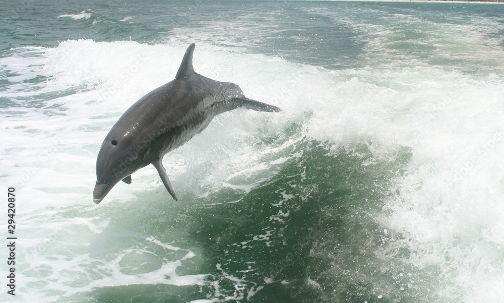 Fototapeta premium Dolphins playing