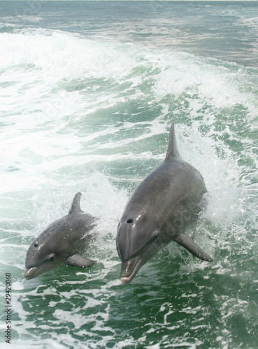 Dolphins playing