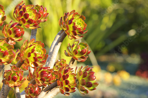 The Tree Aeonium (Aeonium arboreum var. atropurpureum) photo