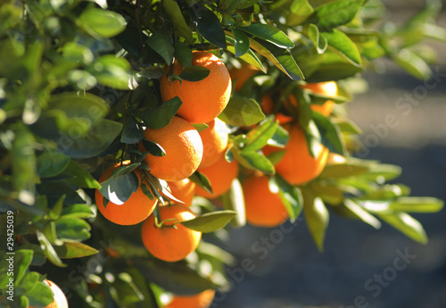 Ripe oranges hanging on a tree