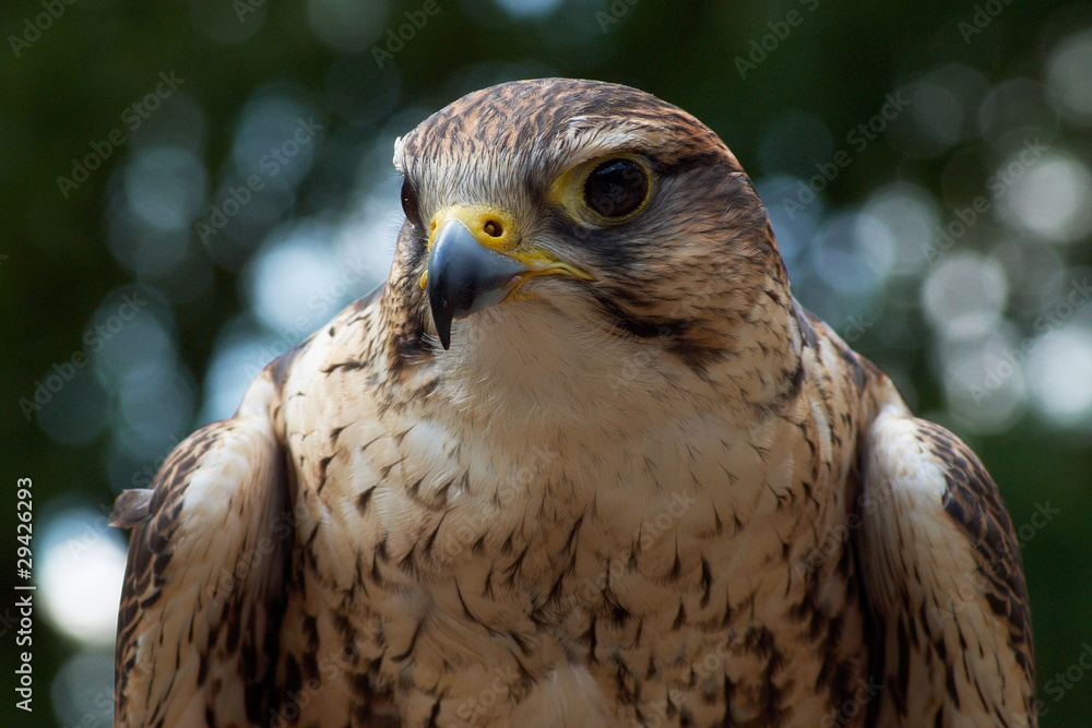 Fototapeta premium Saker Falcon