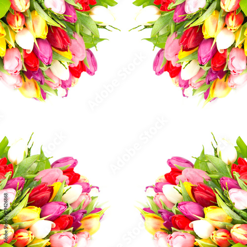 Colorful tulips border on white background