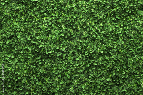green box hedge background with green leaves photo