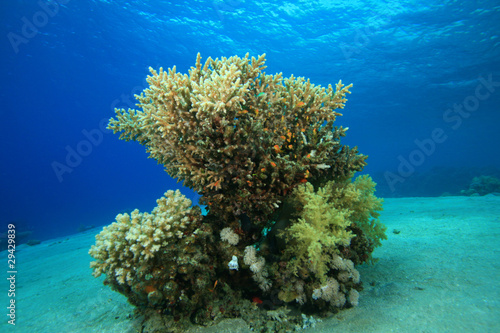 Coral Pinnacle
