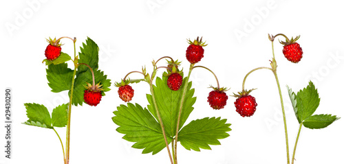 wild strawberry collection