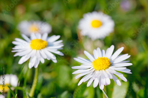 Close-up of daisy flowers