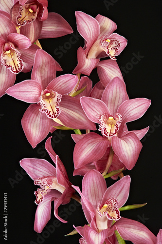 orchidea delle dee