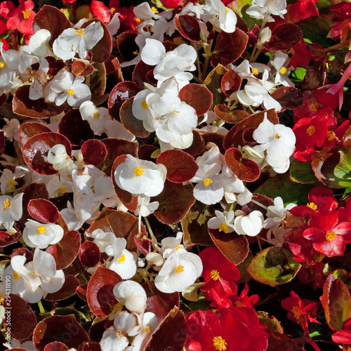 Semperflorens-Begonien photo