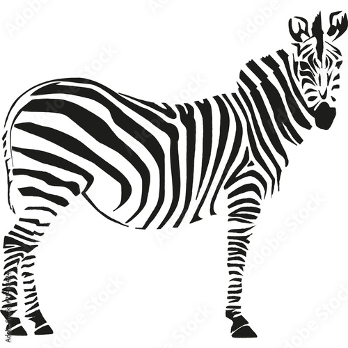 zebra