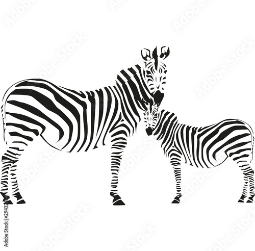 zebra