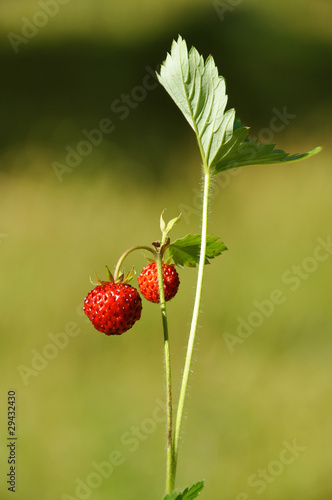 Fraises des bois