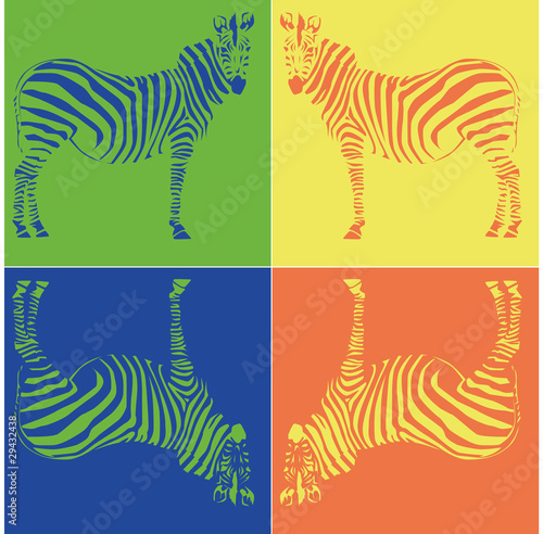 zebra