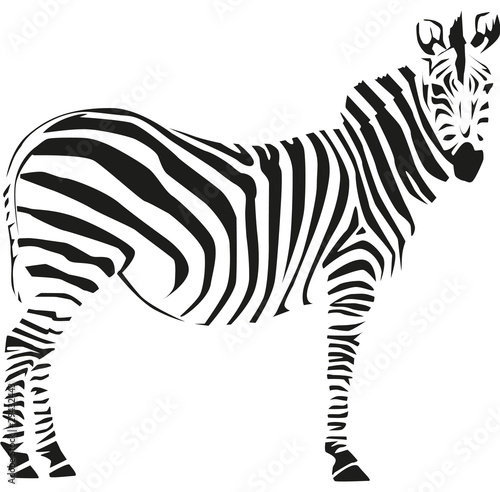 zebra