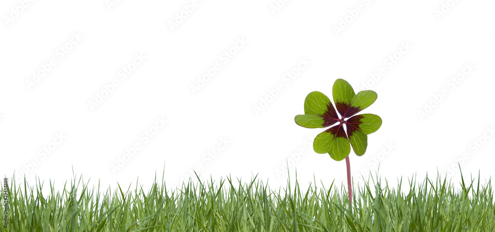 Glücksklee StockFoto Adobe Stock