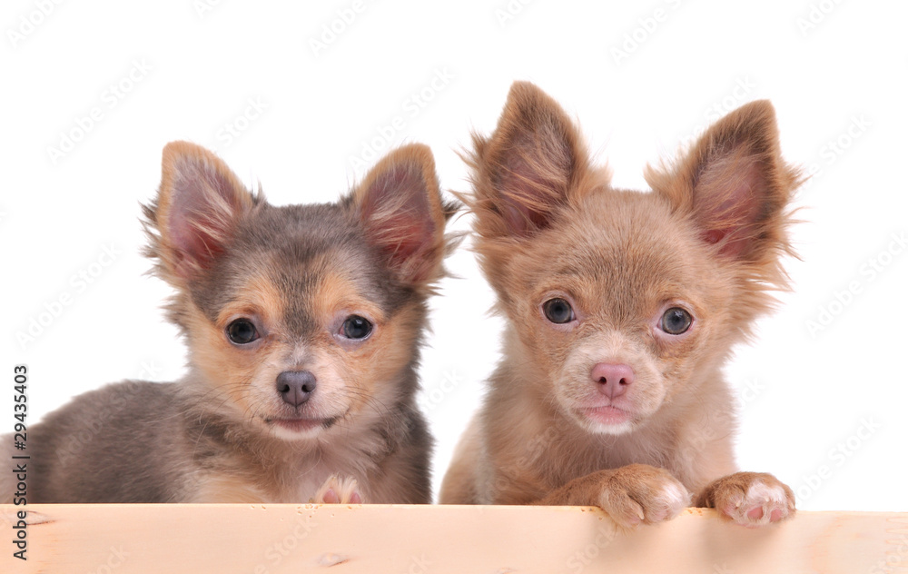 Fototapeta premium Two cute chihuahua puppies above wooden banner isolated