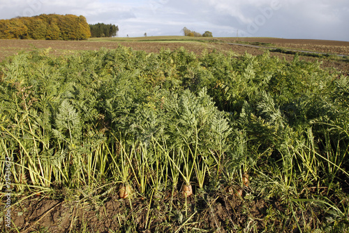 Karottenfeld mit Landschaft