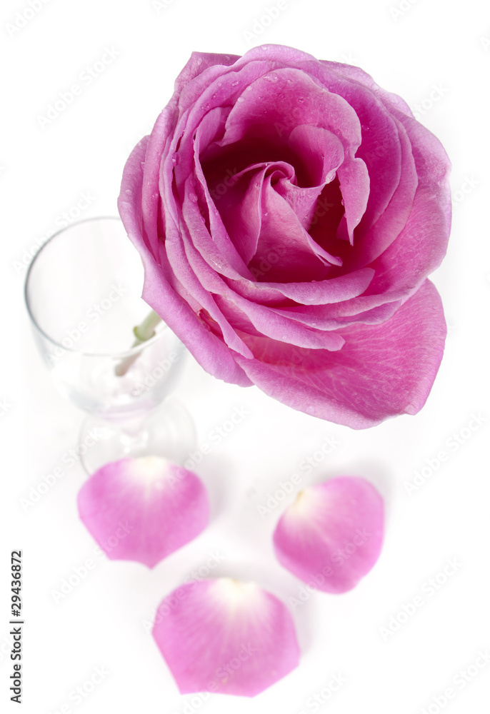 Fototapeta premium Pink rose and petals