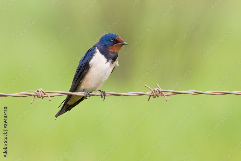 Barnswallow sitting on a barbwire with soft green background Barnswallow sitting on a barbwire with soft green background