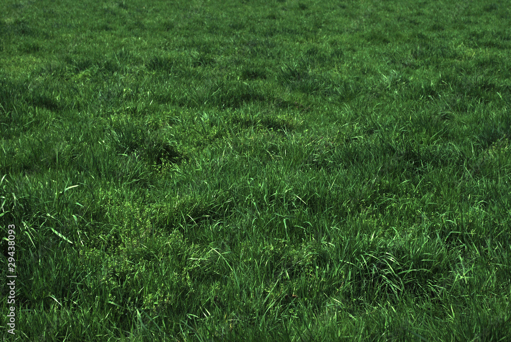 Gras Gras