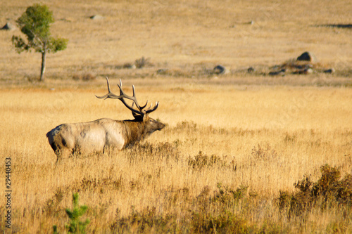 Bull Elk in meadow