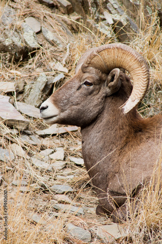 Bighorn Ram portrait