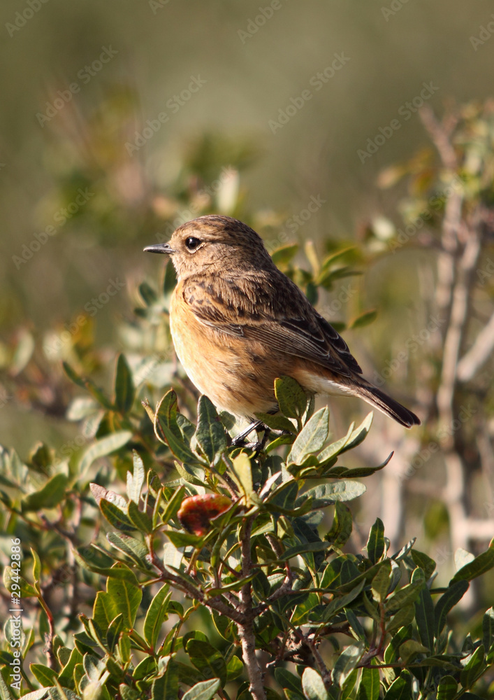 Fototapeta premium Tarabilla - Stonechat